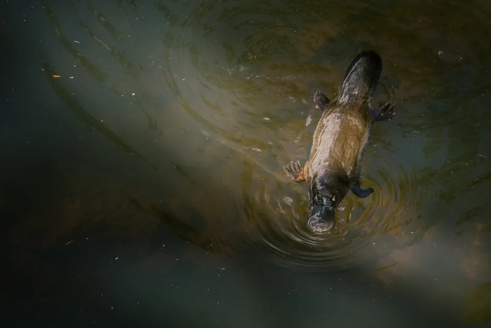 A platypus swimming across dark water, seen from above.